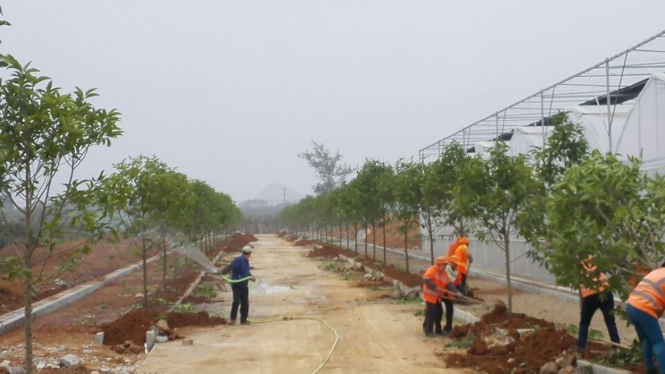 广西农业厅水果实验与示范-建园区绿化设计与施工