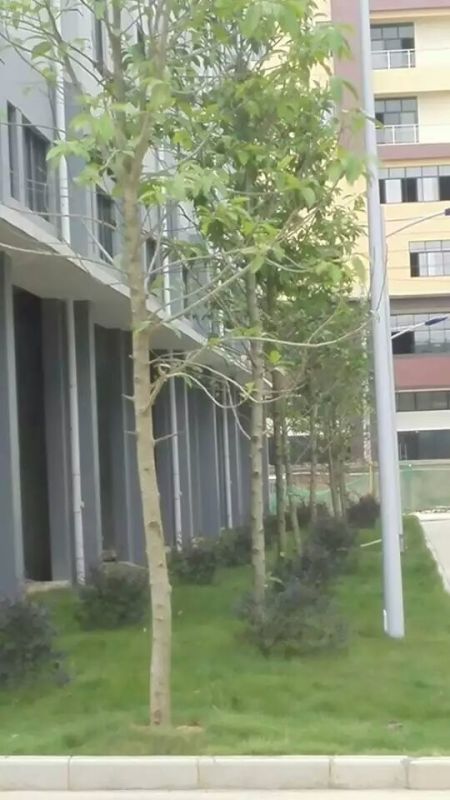 南宁江南企业总部施工及养护