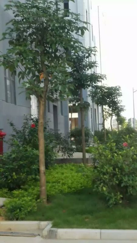 南宁江南企业总部施工及养护
