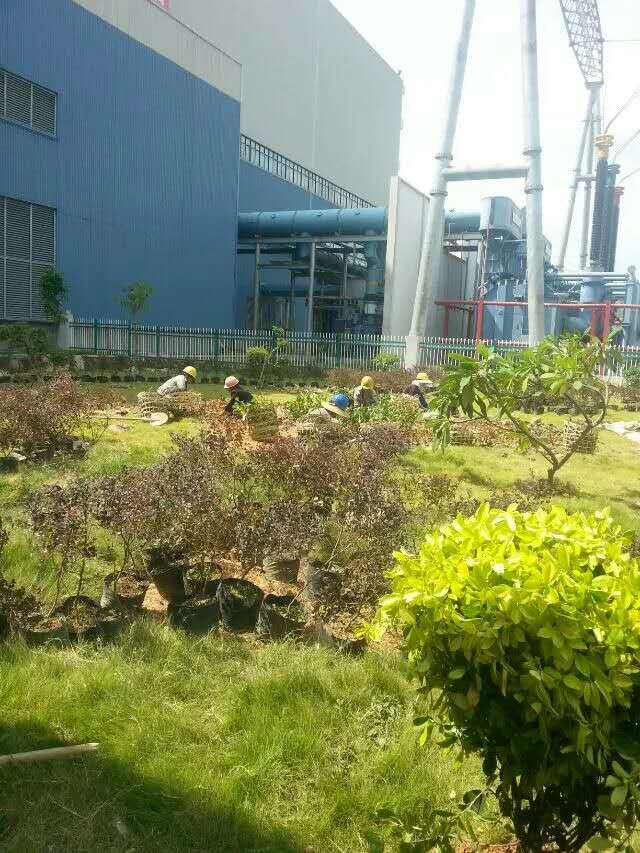 广西来宾合山发电站厂区绿化改造