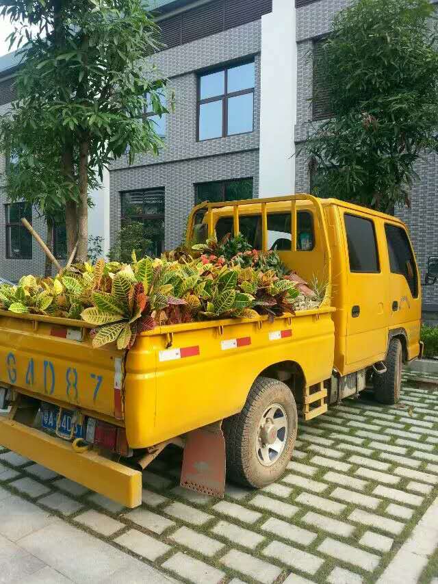 广西自治区政府大院施工及养护
